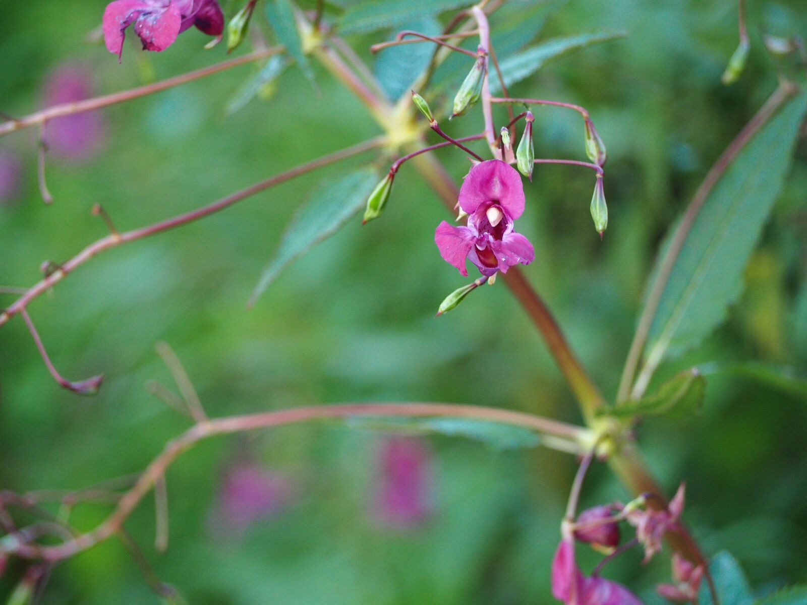 Olympus OM-D E-M10 sample photo. Blossom, bloom, flower photography