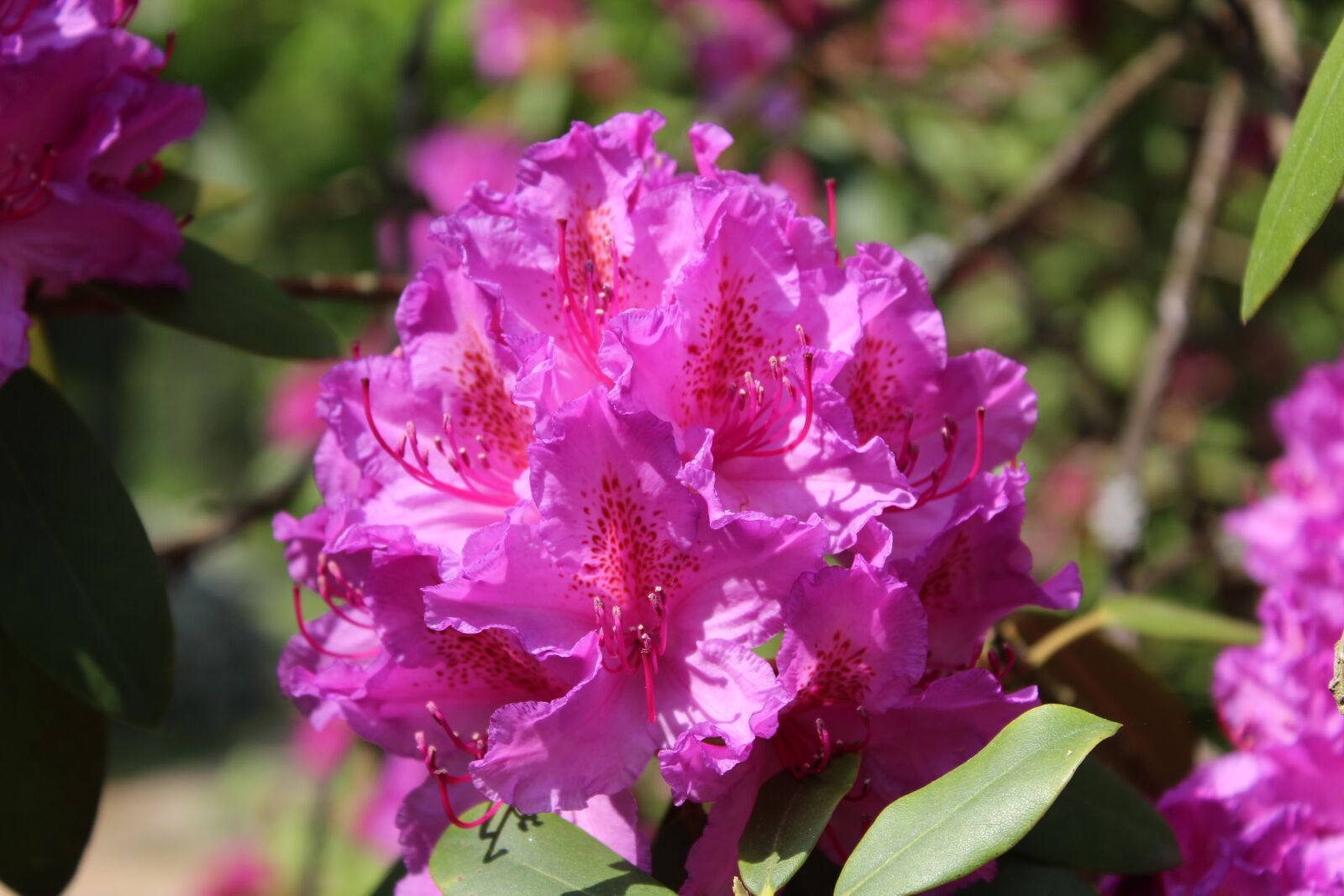 Canon EOS 1300D (EOS Rebel T6 / EOS Kiss X80) sample photo. Pink flower, blossom, bloom photography
