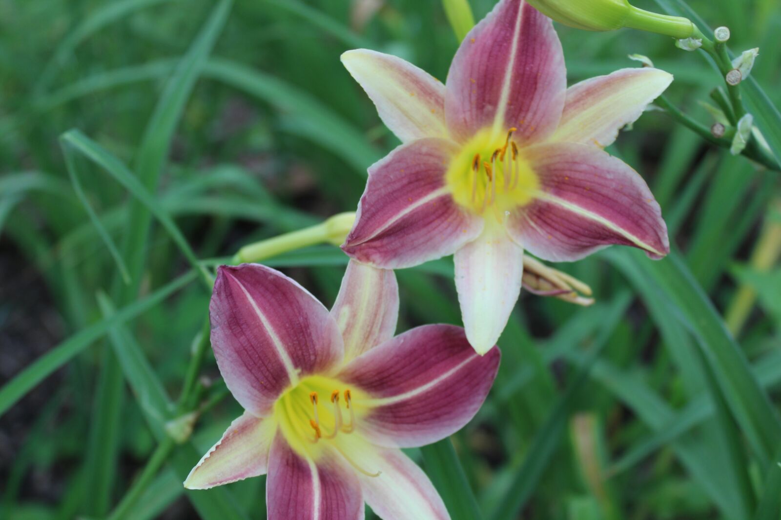 Canon EOS 1300D (EOS Rebel T6 / EOS Kiss X80) sample photo. Lily, green, flowers photography