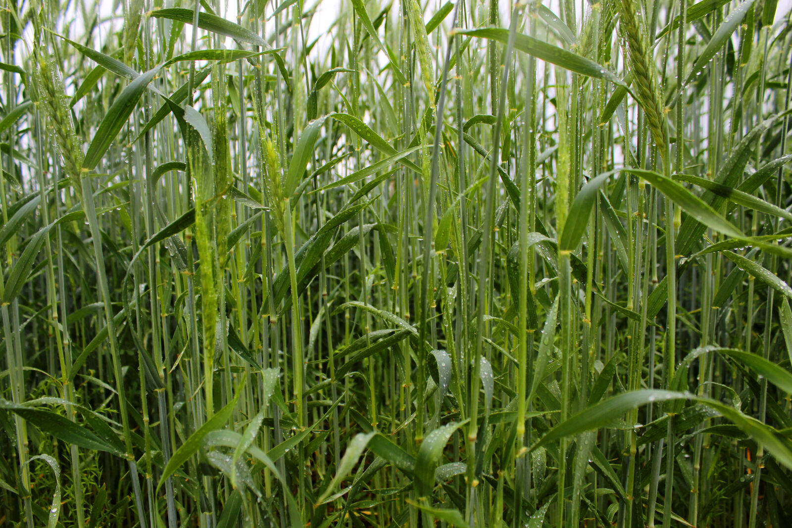 Canon EOS 600D (Rebel EOS T3i / EOS Kiss X5) sample photo. Closeup, wheat photography