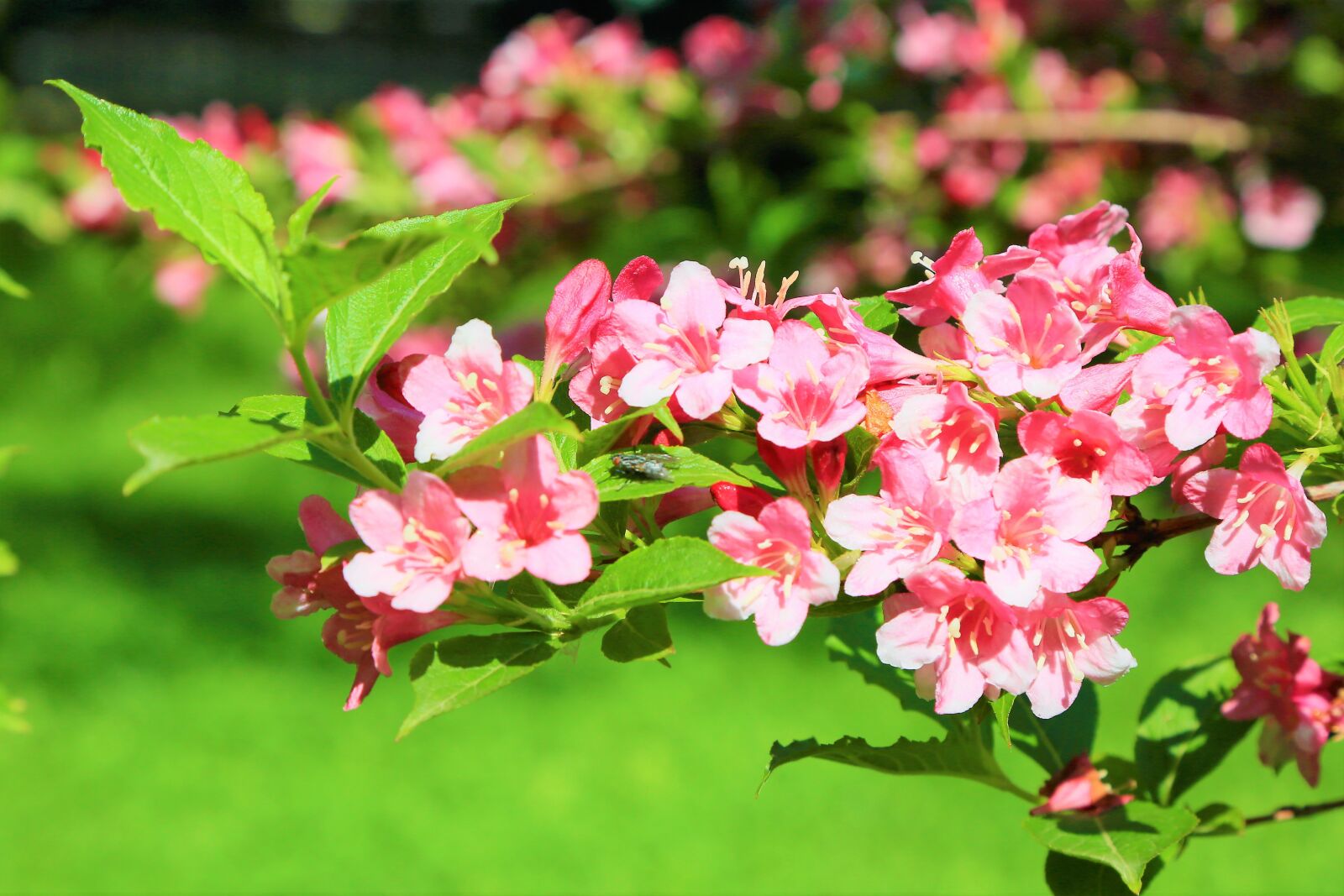 Canon EF 24-105mm F4L IS USM sample photo. Flowers, spring, nature photography