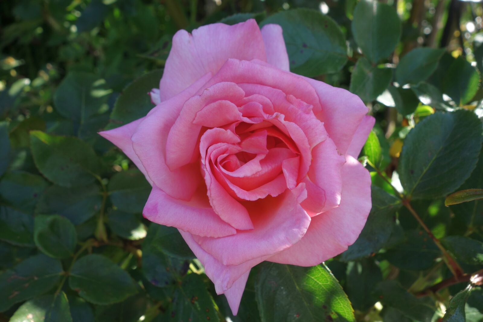 Sony Cyber-shot DSC-RX100 sample photo. Roses, rose flower, garden photography