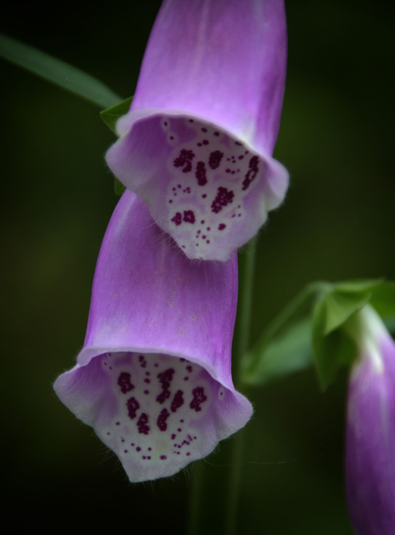 Nikon D5300 sample photo. Flower, mystery, purple photography