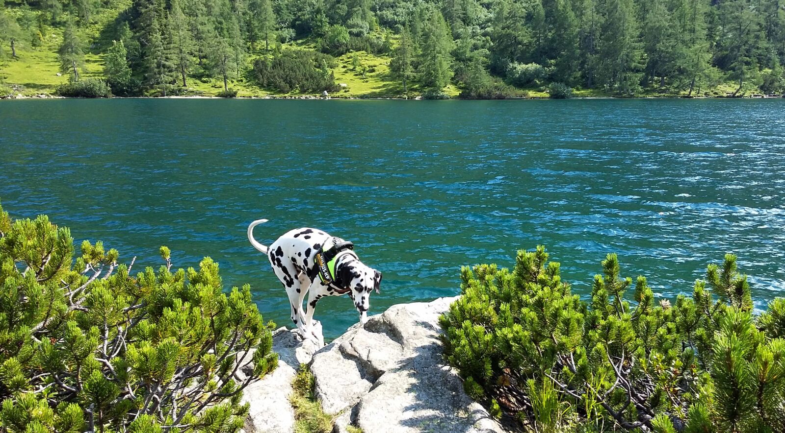 Samsung Galaxy A3 sample photo. Austria, lake, dog photography