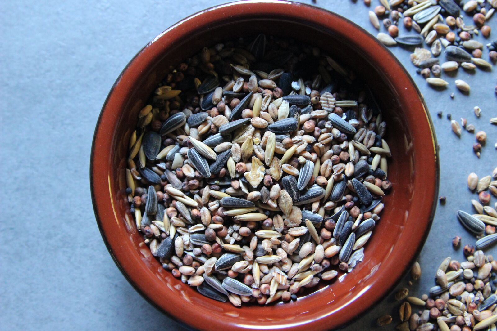 Canon EOS 600D (Rebel EOS T3i / EOS Kiss X5) sample photo. Bird seed, grains, sunflower photography