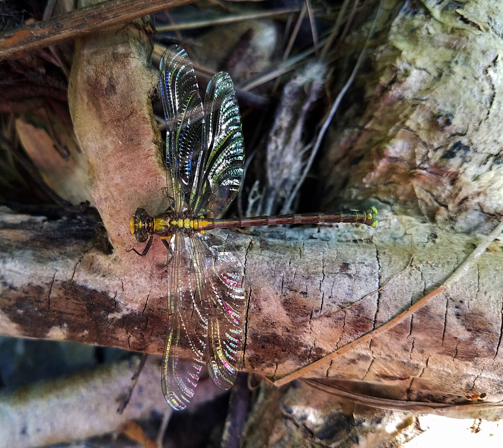 Samsung Galaxy S7 sample photo. Dragonfly, insect, bug photography