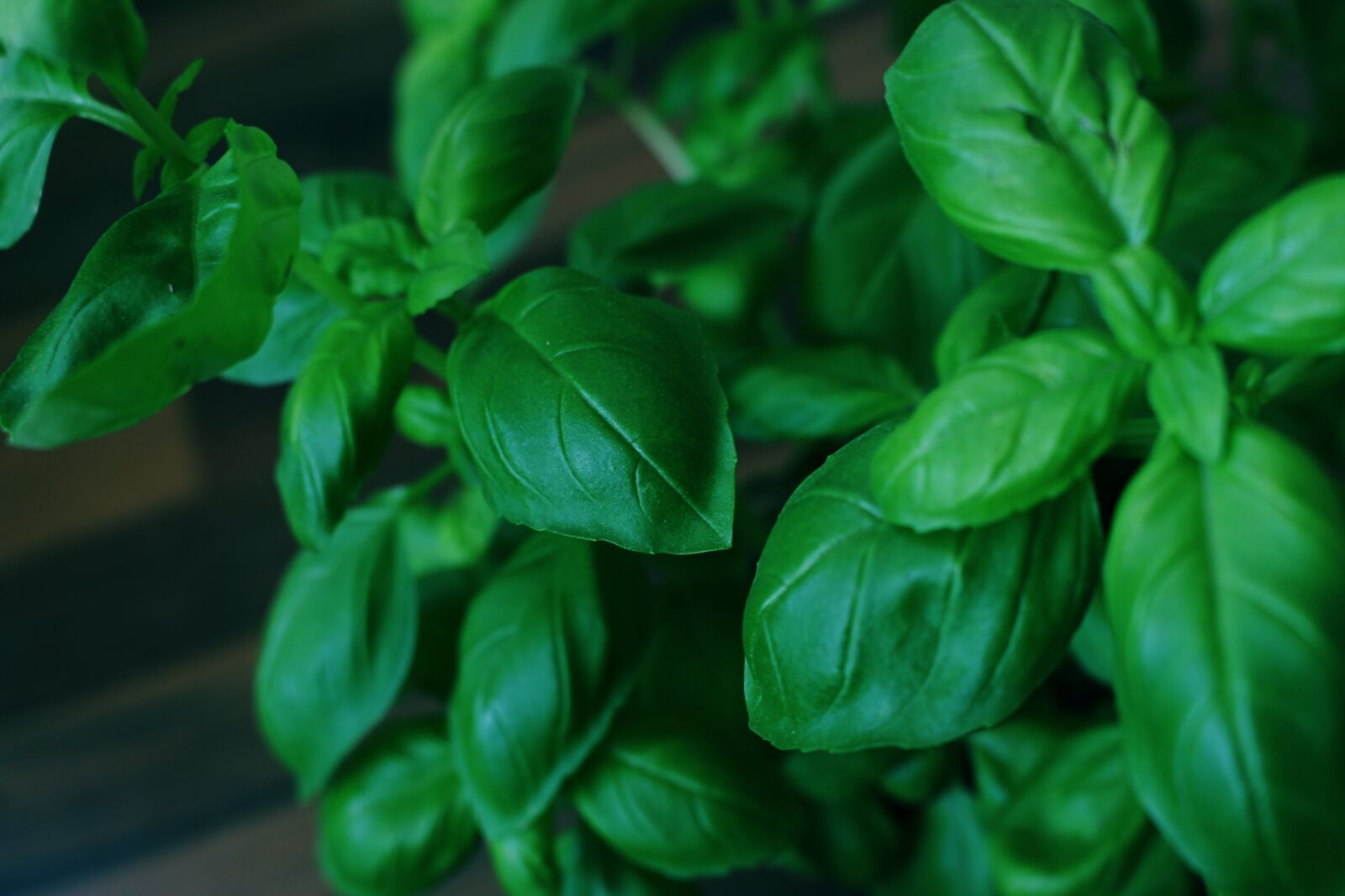 Canon EOS 700D (EOS Rebel T5i / EOS Kiss X7i) sample photo. Basil, herbs, green photography