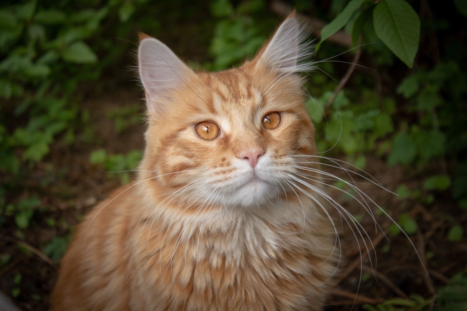 Canon EOS 200D (EOS Rebel SL2 / EOS Kiss X9) sample photo. Cat, red, german longhaired photography