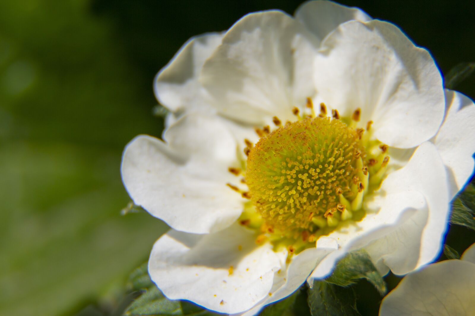 Canon EOS 600D (Rebel EOS T3i / EOS Kiss X5) sample photo. Flower, nature, strawberry photography