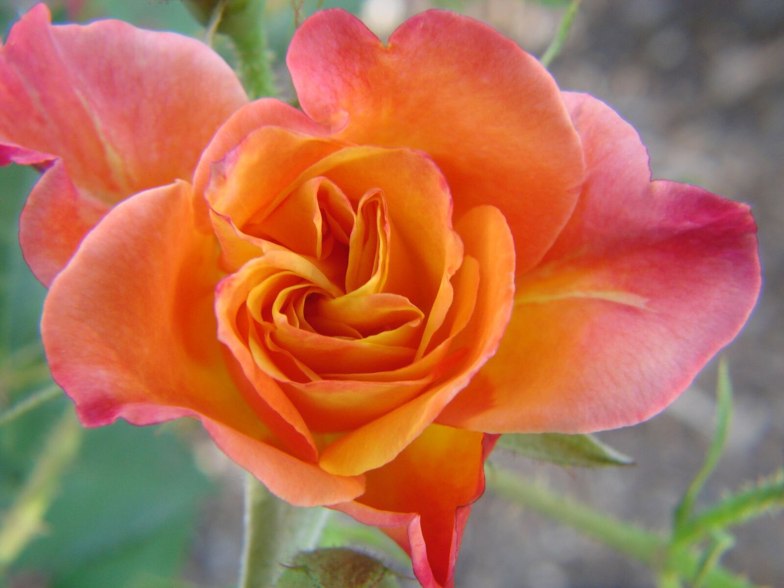 Sony DSC-H5 sample photo. Rose, peach, bloom photography