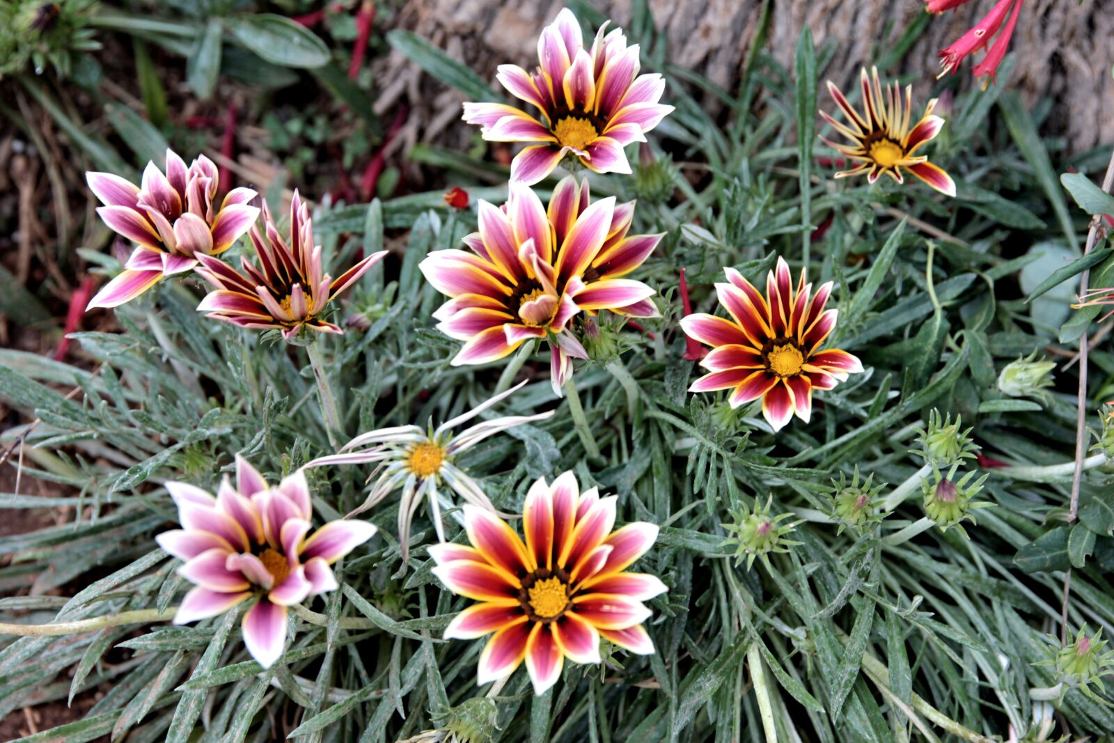 Canon EOS 550D (EOS Rebel T2i / EOS Kiss X4) sample photo. Gazania rigens, sheep eye photography