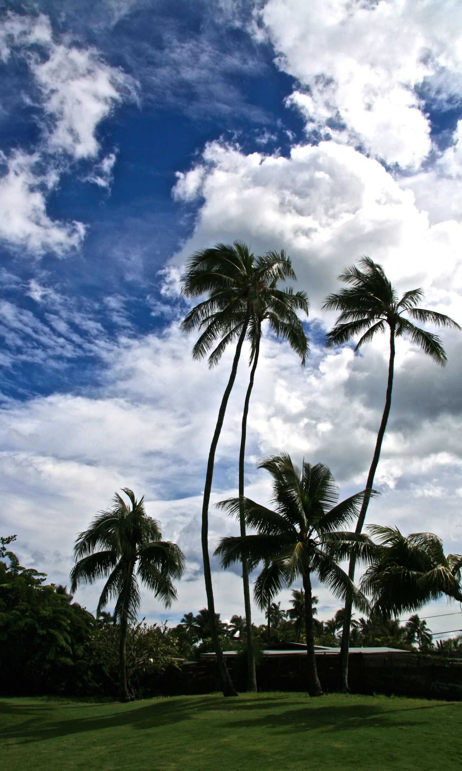 Canon EOS 400D (EOS Digital Rebel XTi / EOS Kiss Digital X) sample photo. Palms, hawaii, park photography
