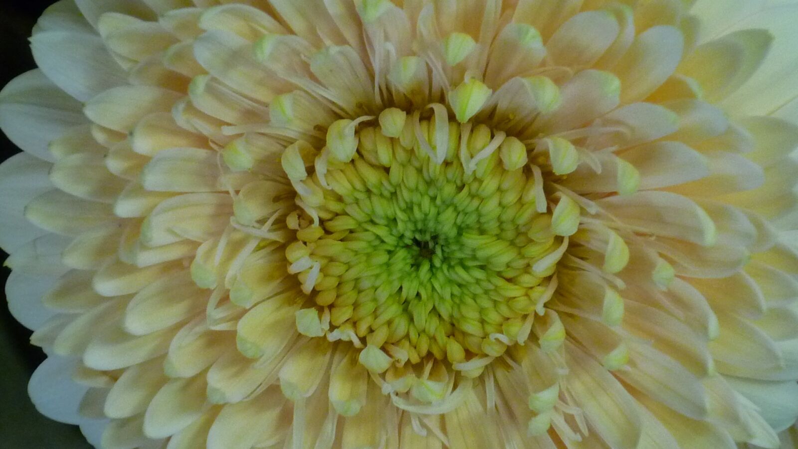 Panasonic Lumix DMC-FS6 sample photo. Gerbera, flower, large photography