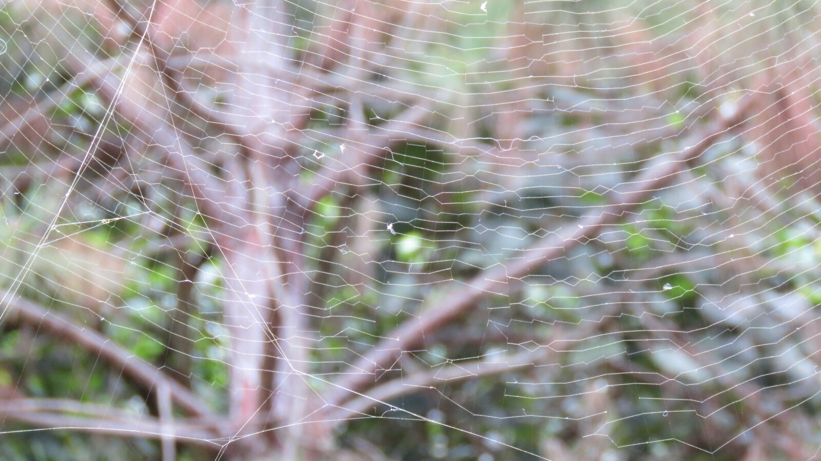 Canon PowerShot SX60 HS sample photo. Spider, web, spiderweb, trees photography