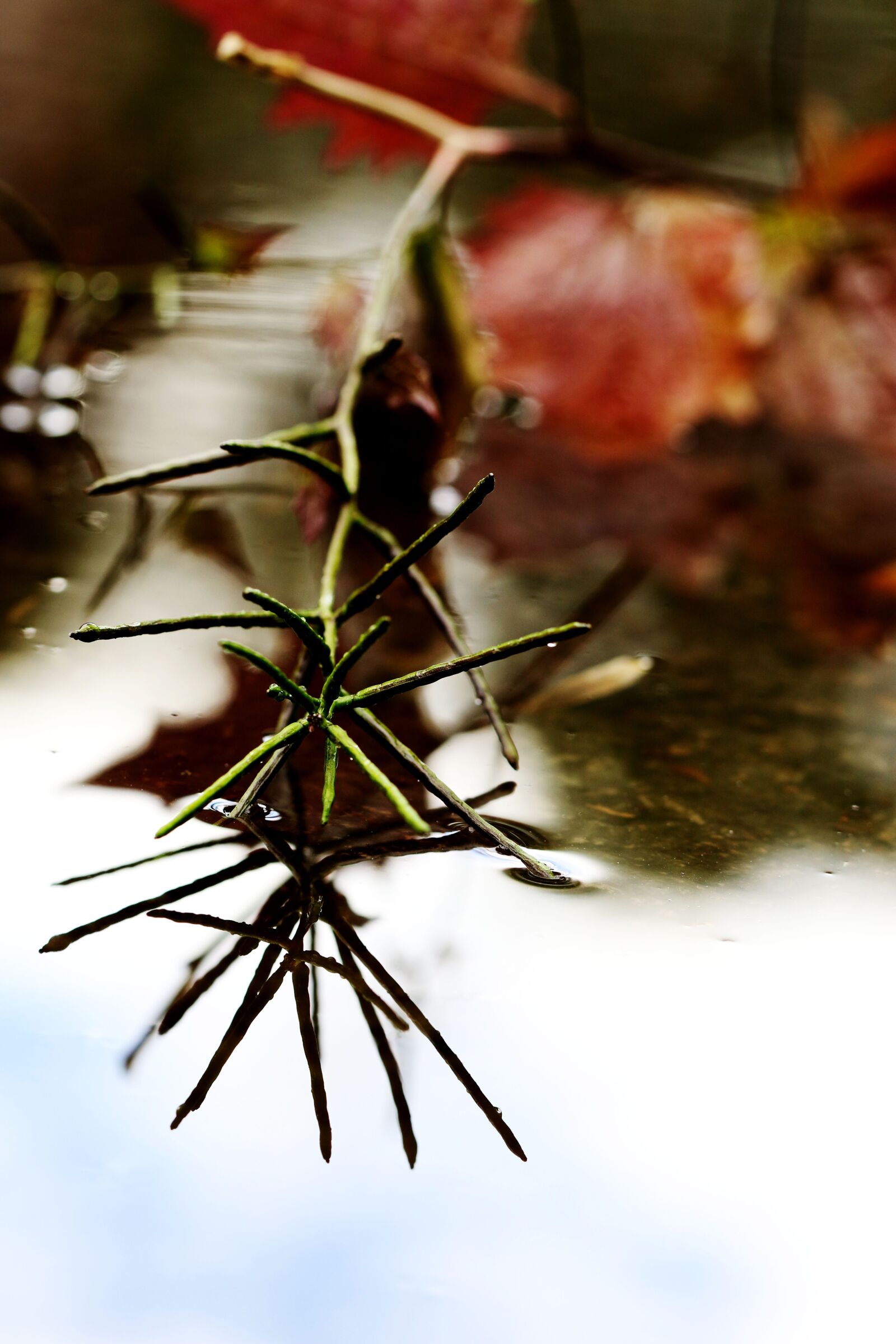 Canon EOS 7D Mark II sample photo. Puddle, leaf, weather photography