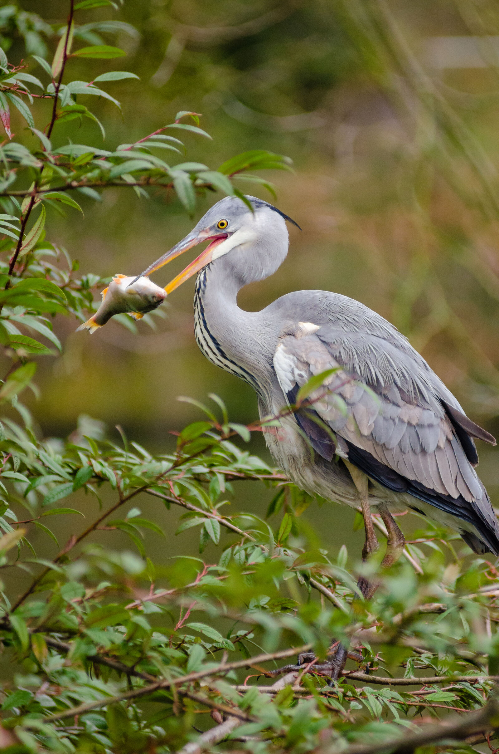 AF Zoom-Nikkor 80-200mm f/2.8 ED sample photo