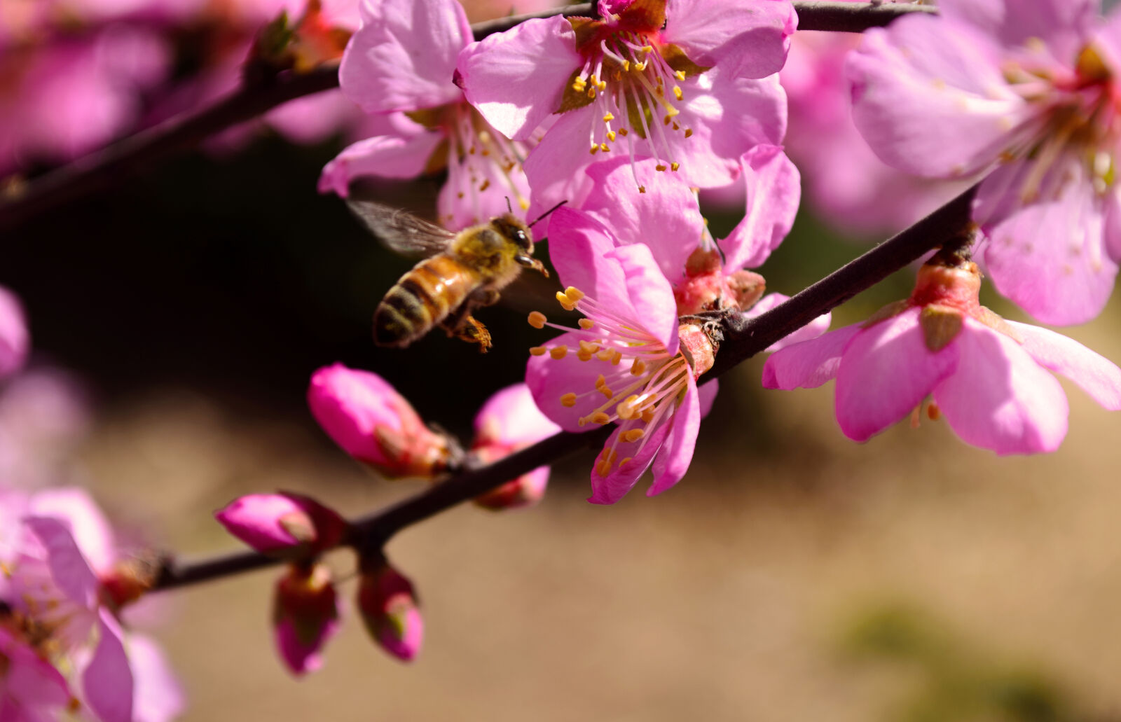 Nikon D5300 sample photo