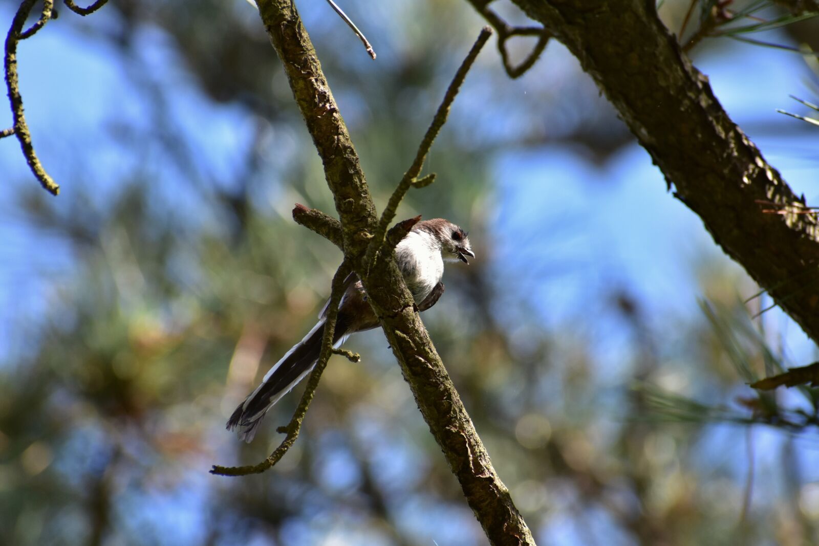 Nikon D7200 sample photo. Animal, forest, wood photography