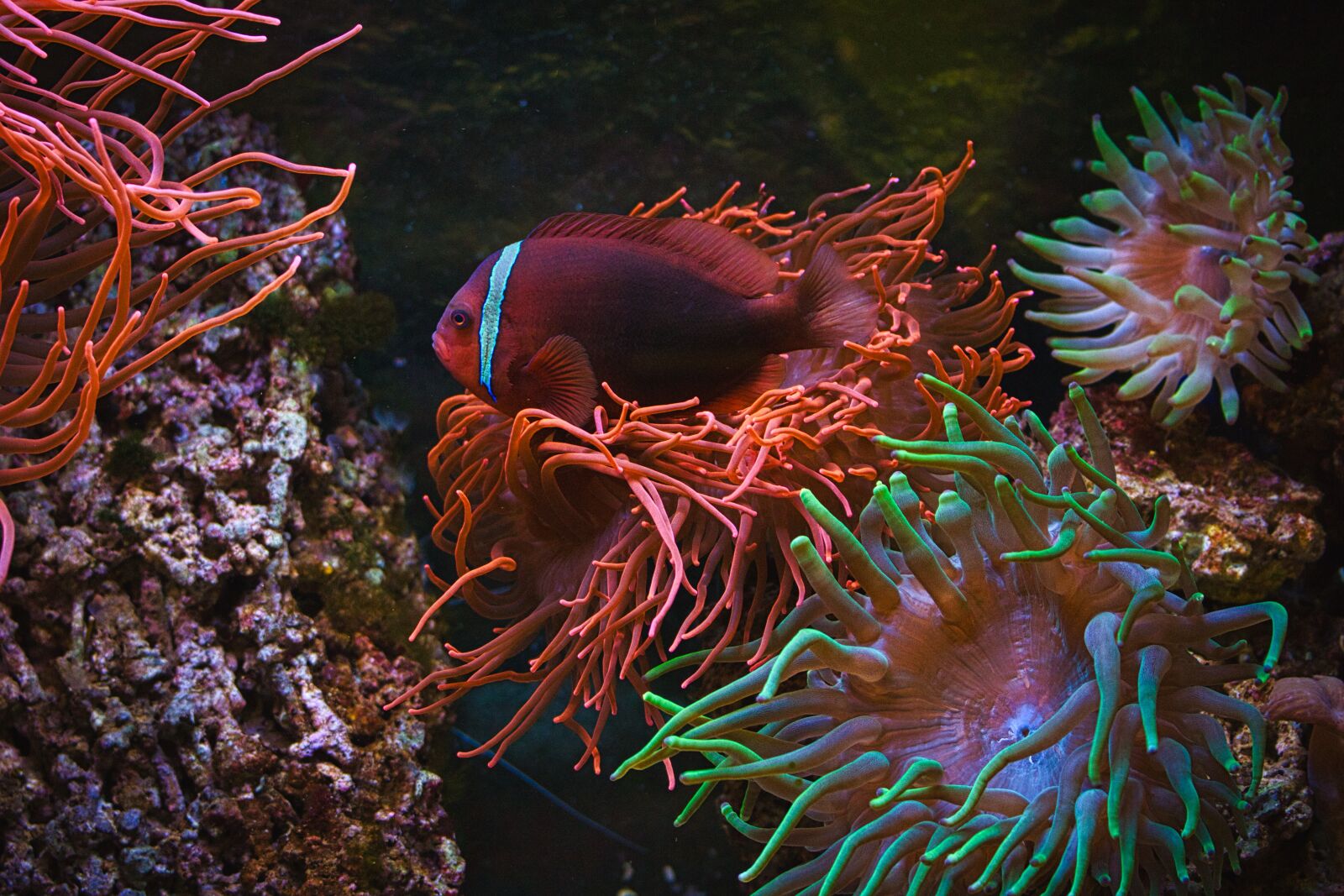 Canon EOS 70D sample photo. Aquarium, coral fish, nemo photography