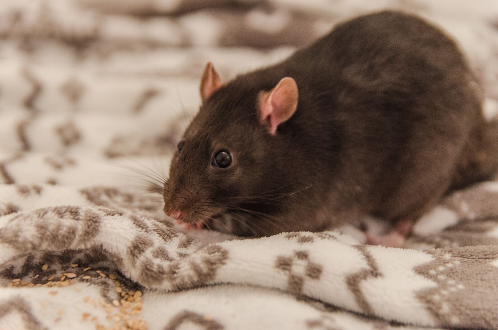 Nikon D5100 sample photo. Rat, sweet, fur photography