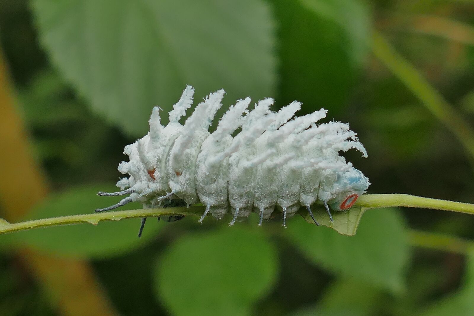 Panasonic Lumix DMC-FZ1000 sample photo. Camouflage, caterpillar, green photography