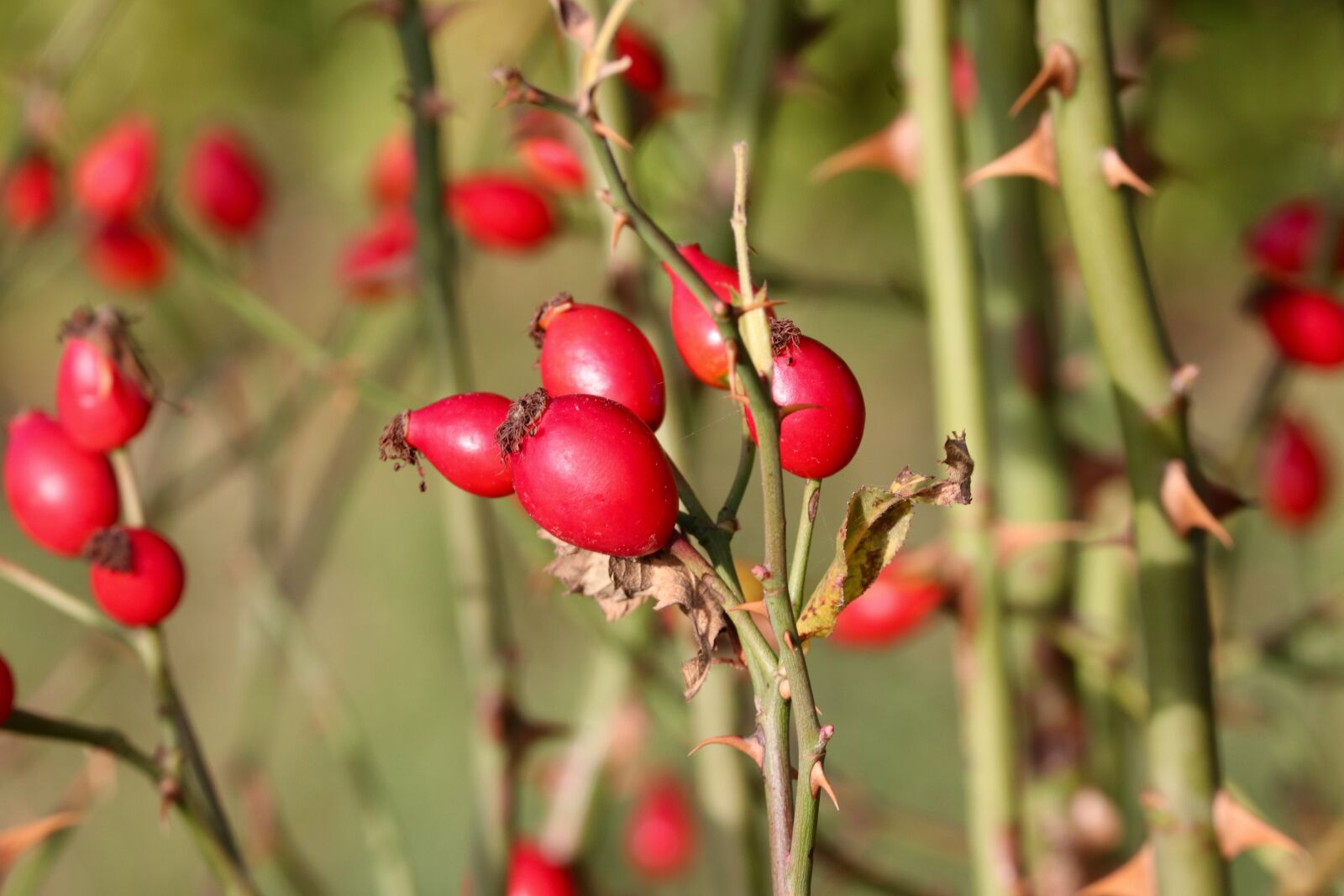 Canon EOS 200D (EOS Rebel SL2 / EOS Kiss X9) sample photo. Rose hip, bush, rosebush photography