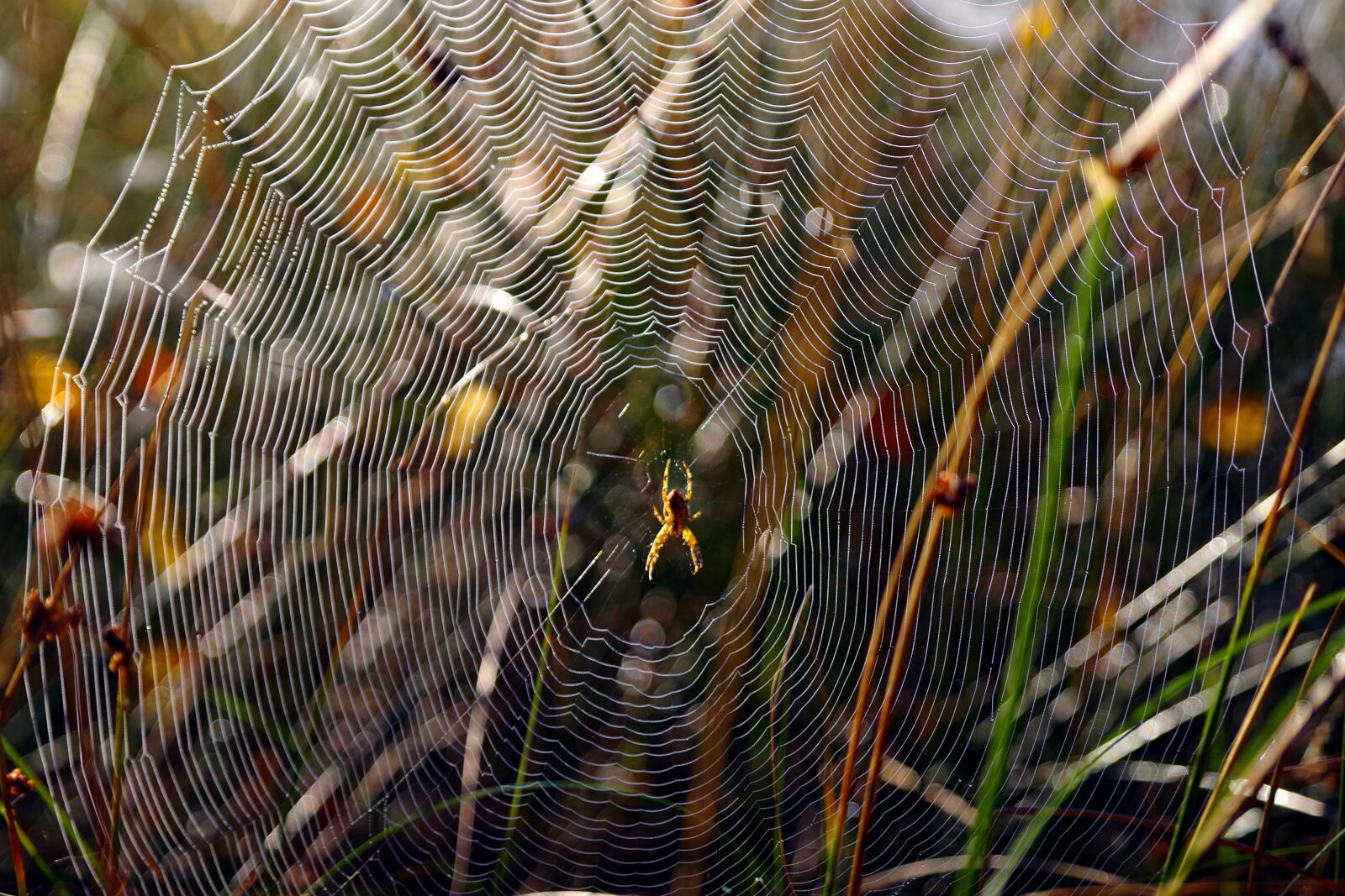 Pentax K-1 sample photo. Cobweb, spider, nature photography
