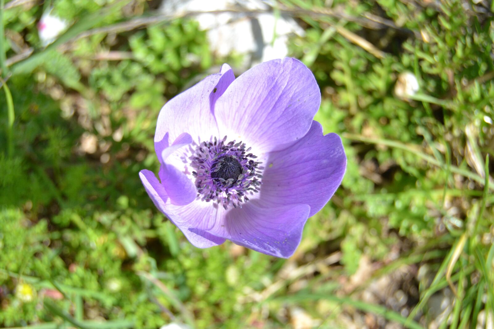 Nikon D3100 sample photo. Brow shield, id tell photography