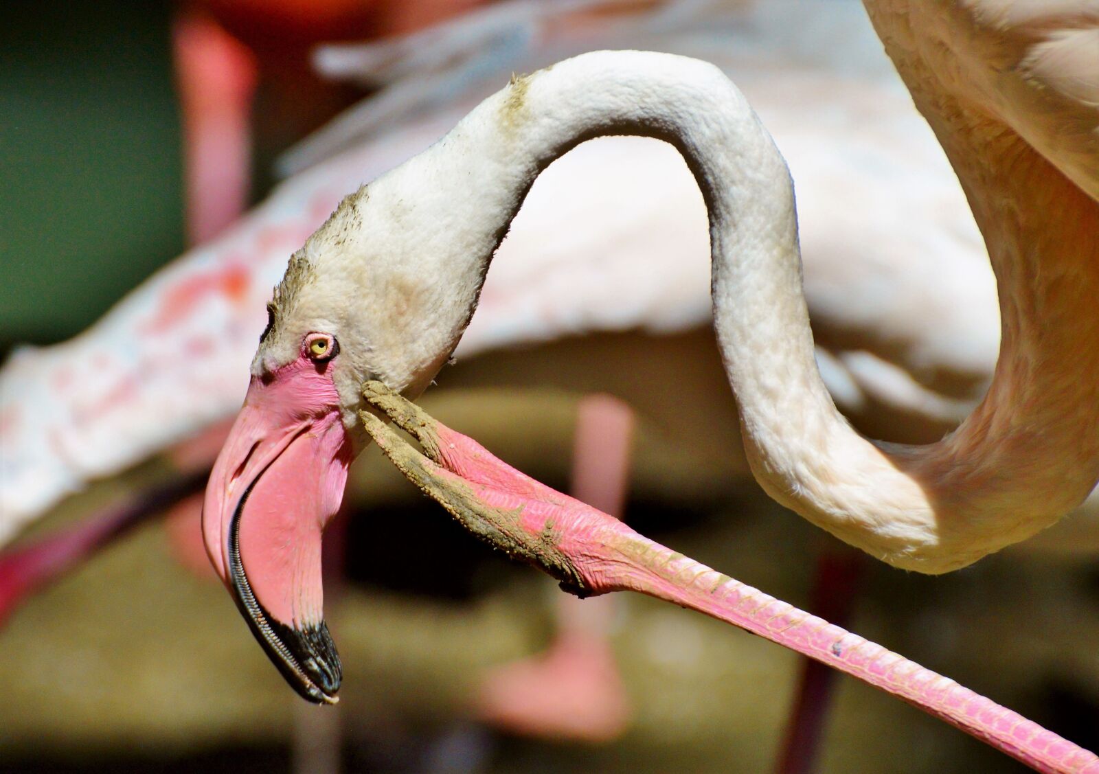 Nikon D3200 sample photo. Flamingo, bird, pink photography