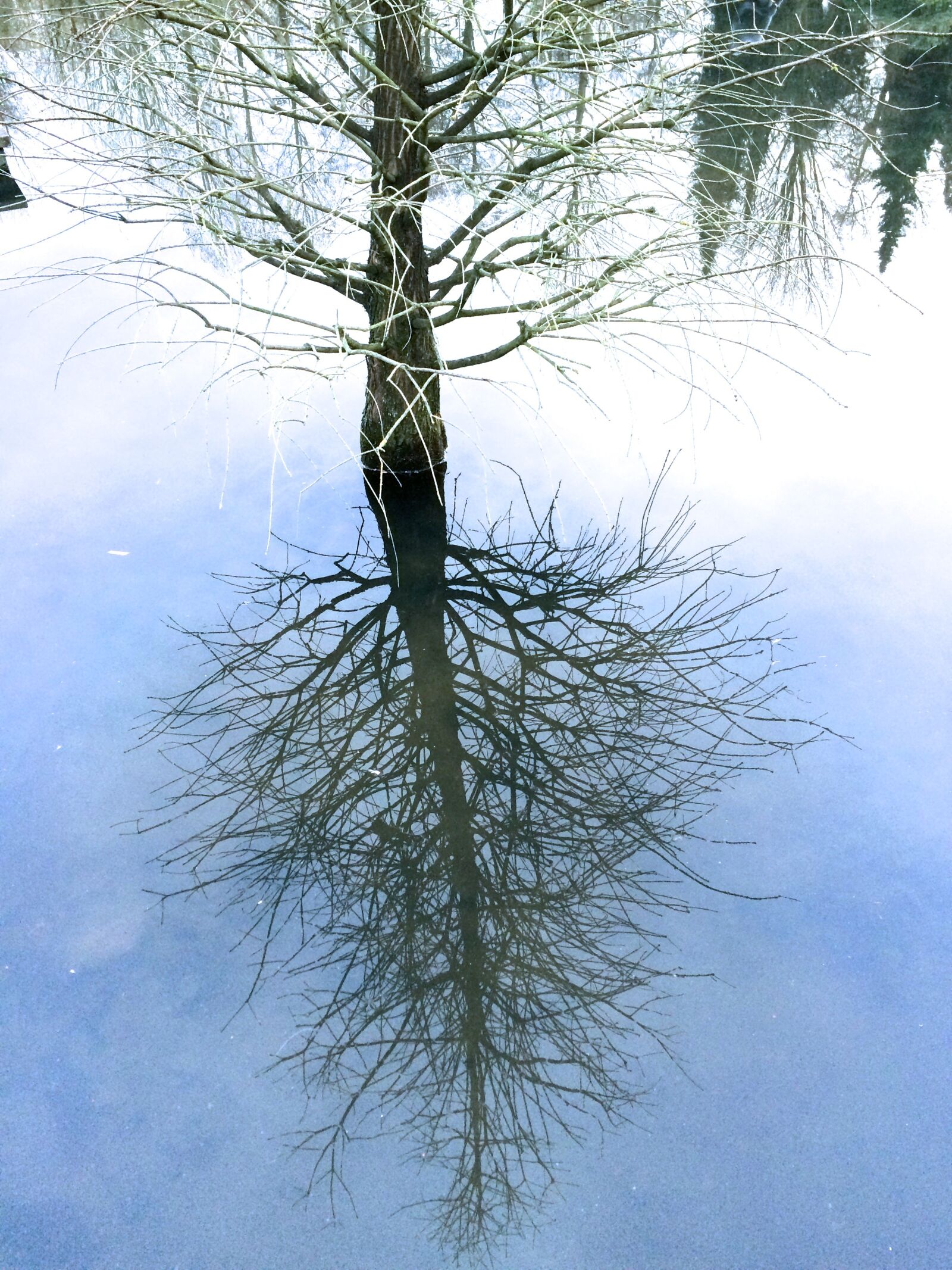 Apple iPhone 5s sample photo. Trees, mirror, mirroring photography