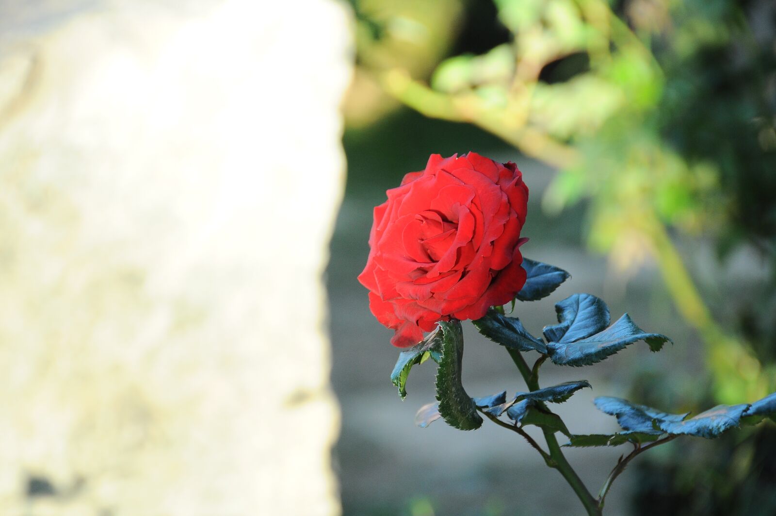 Nikon D90 sample photo. Flower, hong, da lat photography