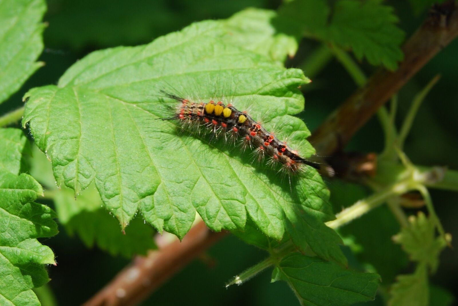 Nikon D40X sample photo. Caterpillar, hairy, insect photography