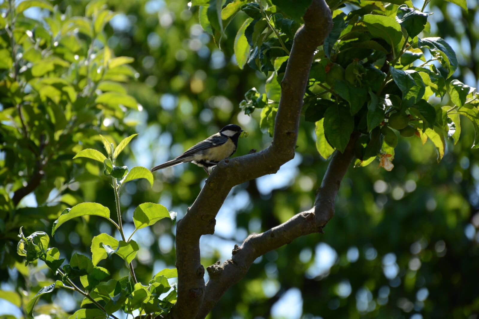 Nikon D7100 sample photo. Tit, green, bird photography
