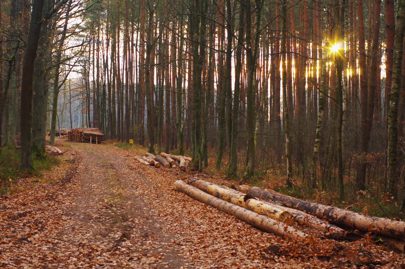 Pentax K-r sample photo. Forest, the sun, nature photography