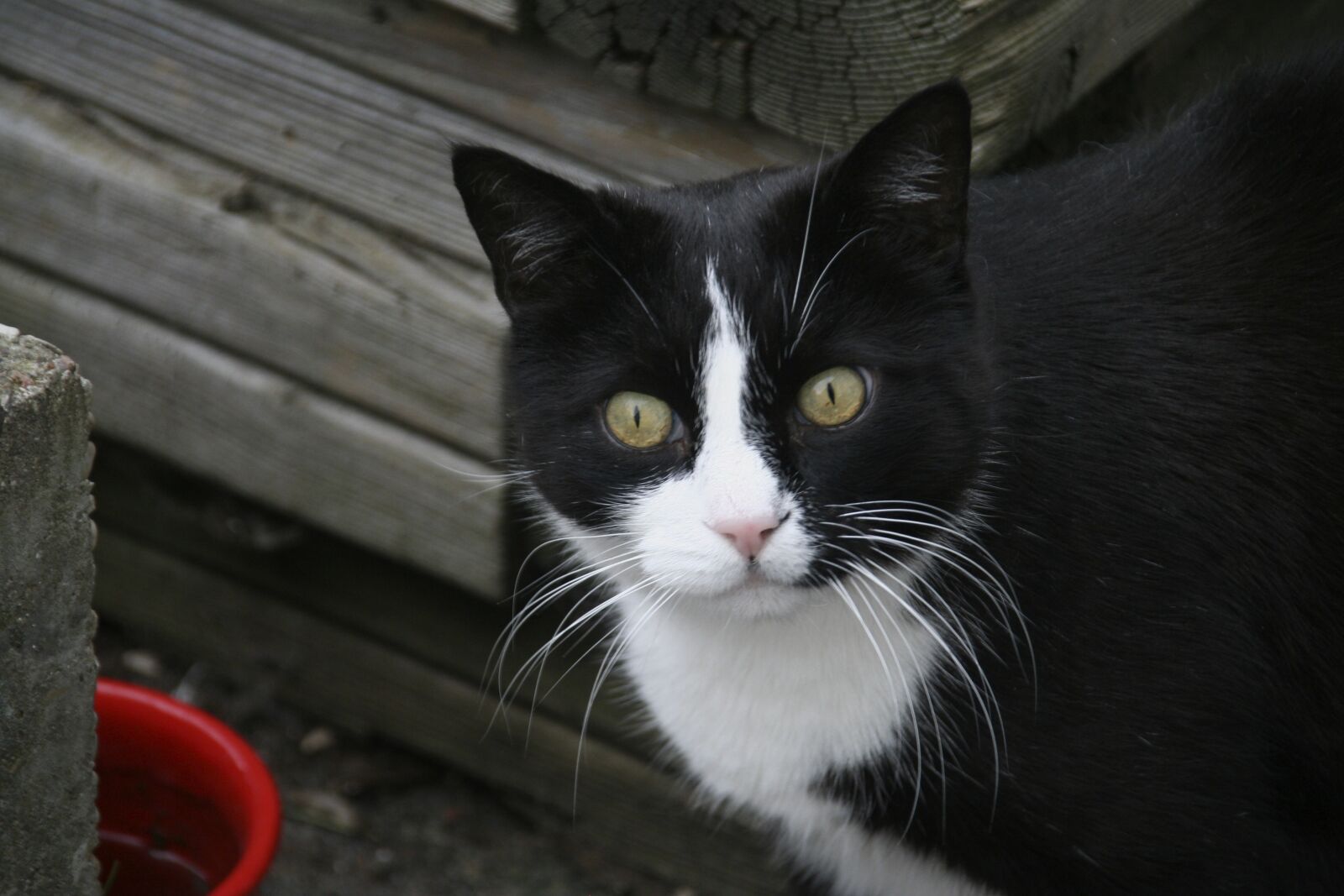 Canon EOS 350D (EOS Digital Rebel XT / EOS Kiss Digital N) sample photo. Cat, animal portrait photography