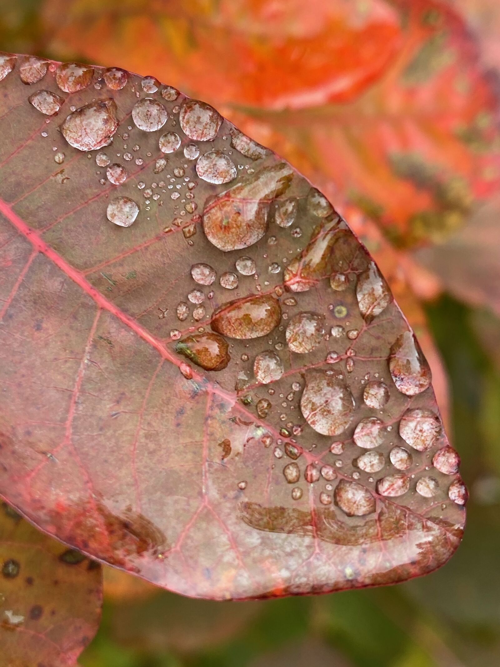 Apple iPhone 11 Pro Max sample photo. Fall, leaves, foliage photography