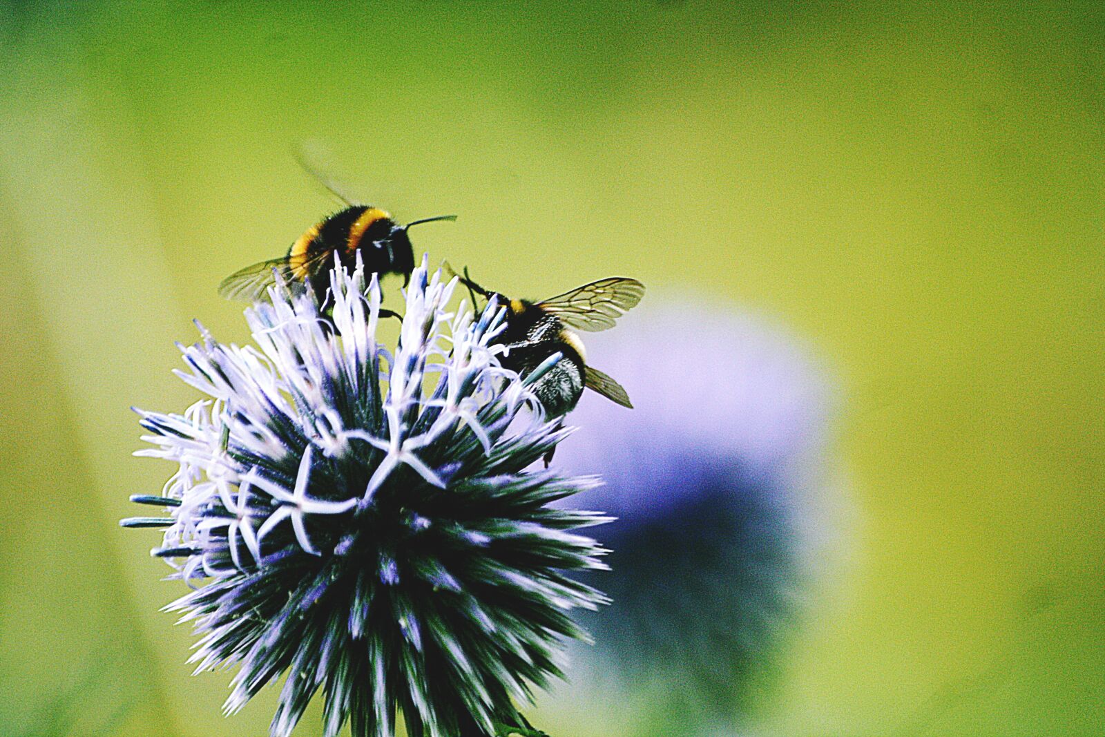 Canon EOS 1000D (EOS Digital Rebel XS / EOS Kiss F) sample photo. Bees few, pollination, blossom photography