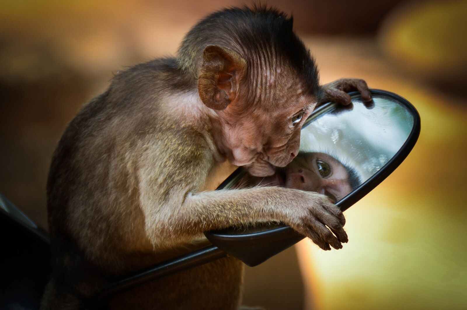 Nikon D7000 sample photo. Monkey, nature, primate photography