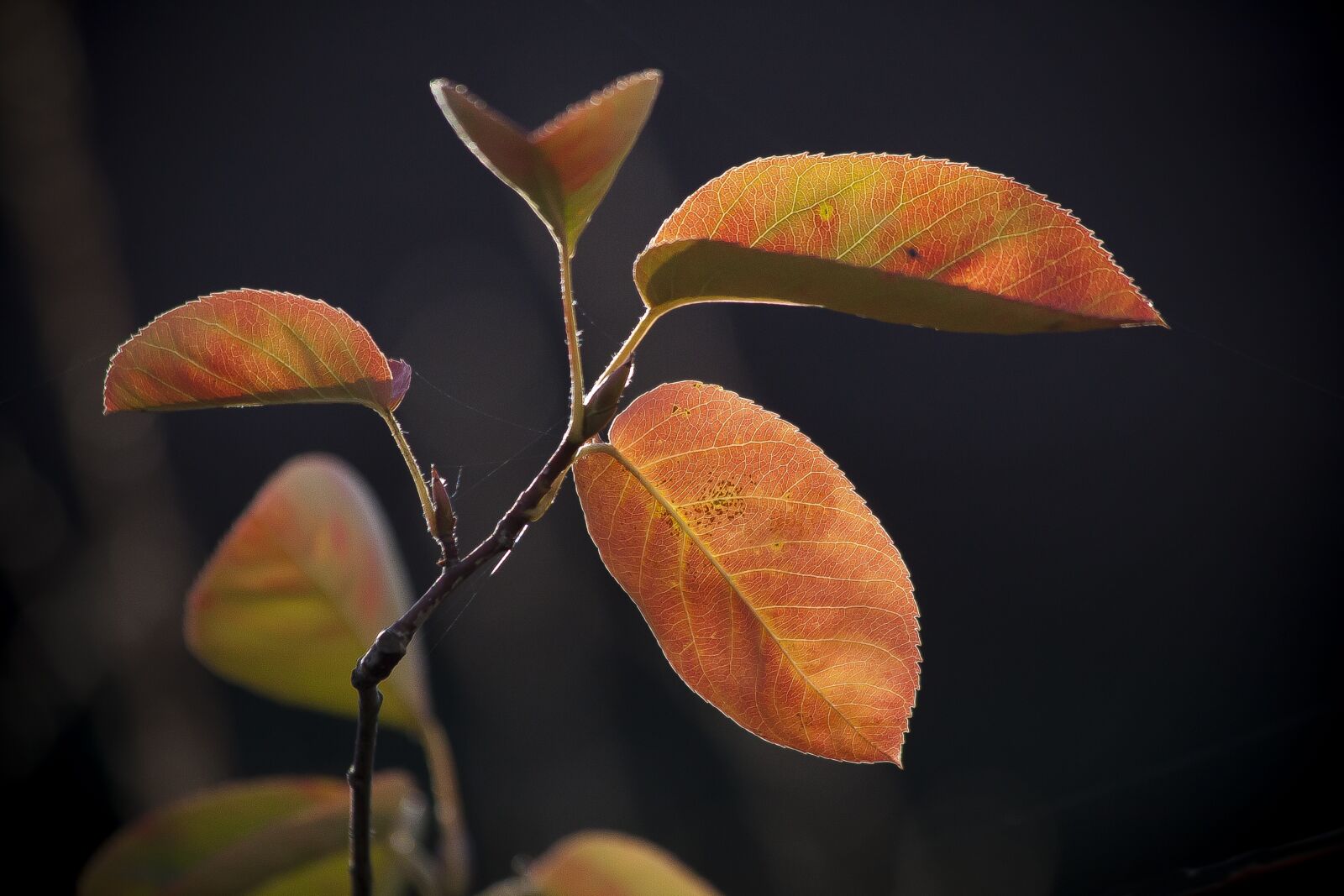 Canon EOS 50D + Canon EF 70-300mm F4-5.6 IS USM sample photo. Leaf, colored, autumn photography