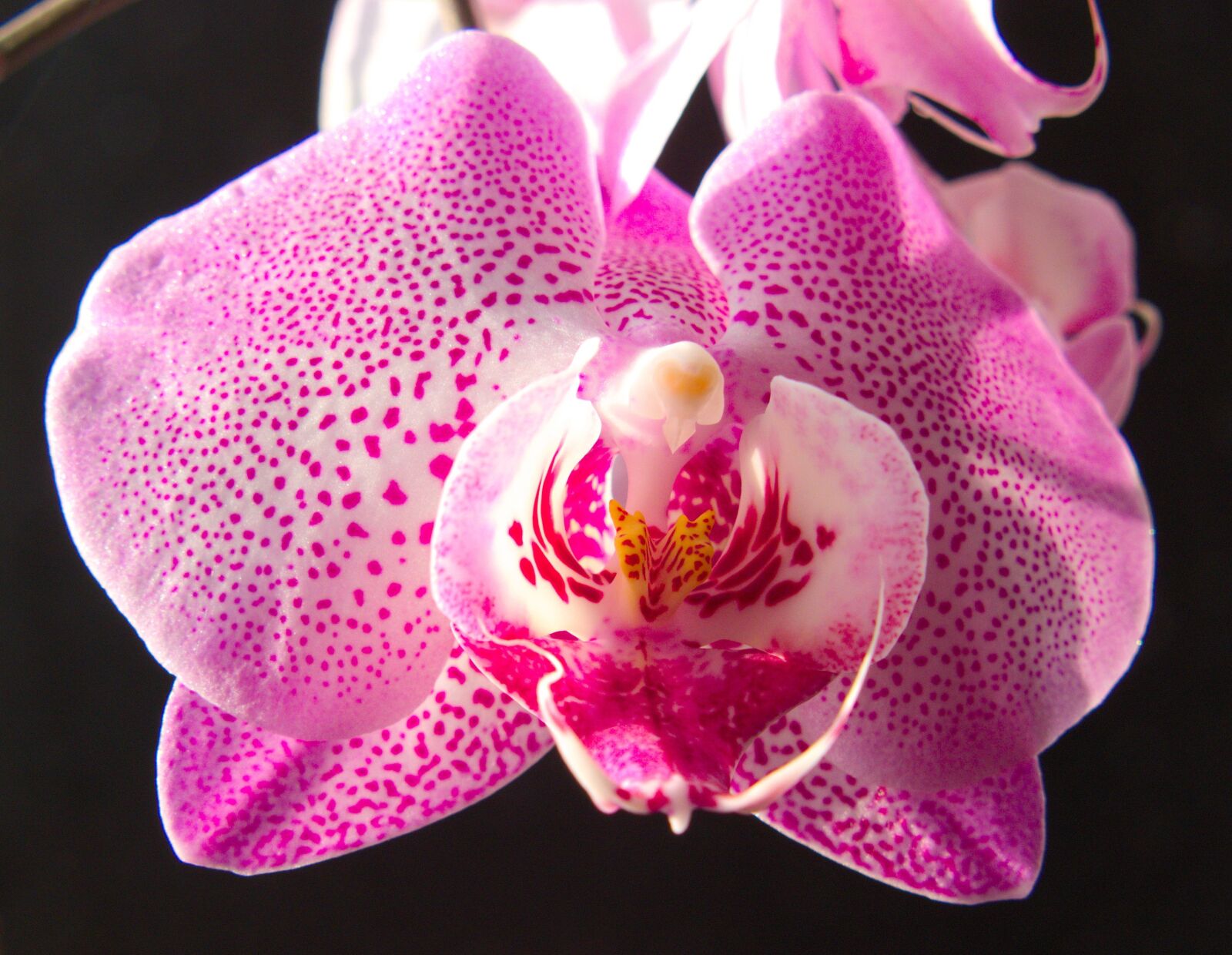Panasonic Lumix DMC-FZ1000 sample photo. Flower, plant, tropical photography