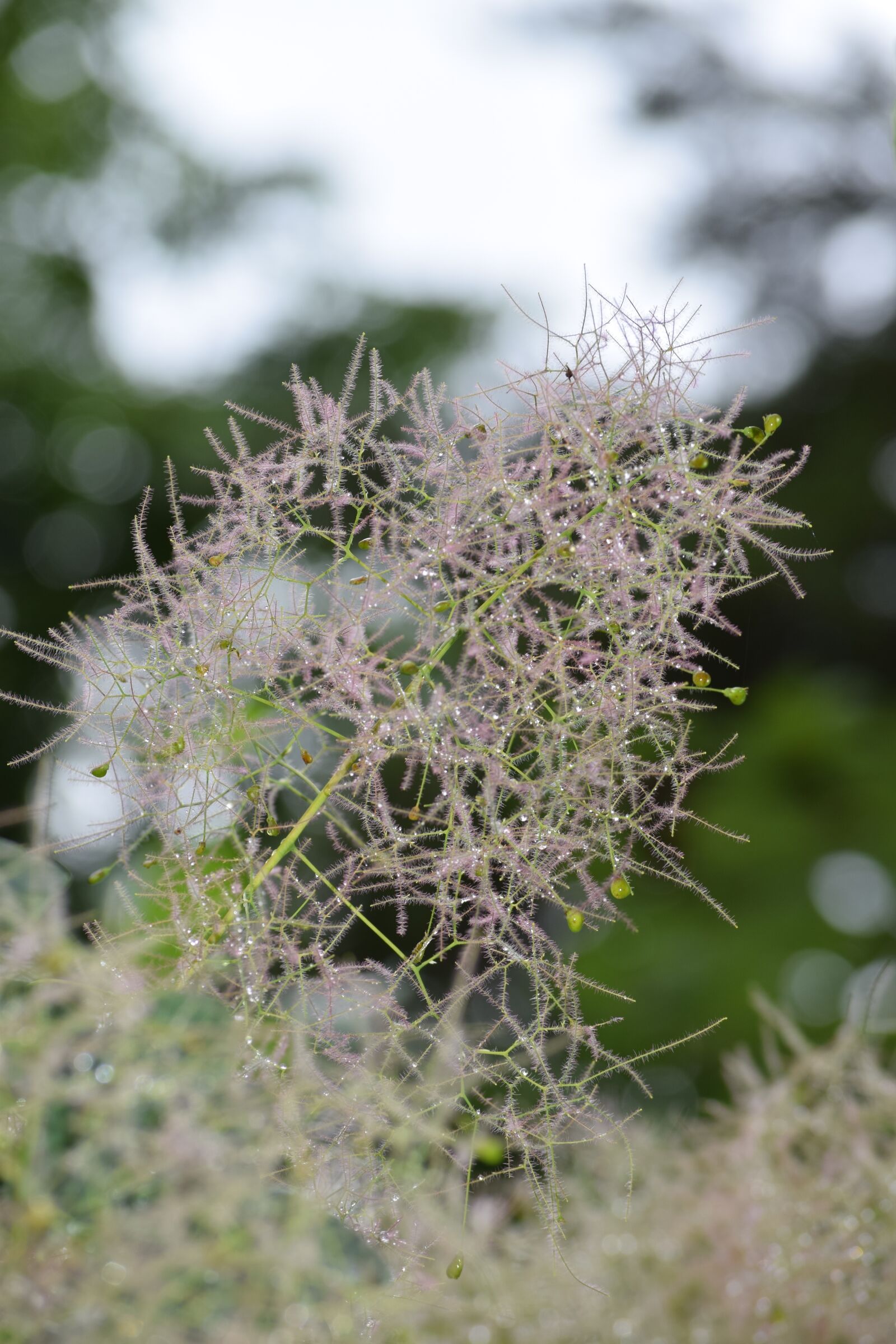 Nikon D5300 sample photo. Bamboo grassedit this page photography