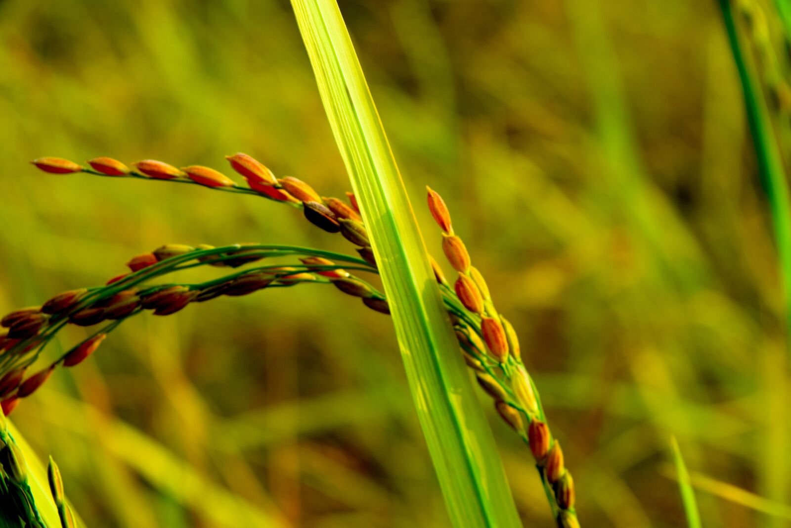 Nikon D3300 sample photo. Rice, paddy field, paddy photography