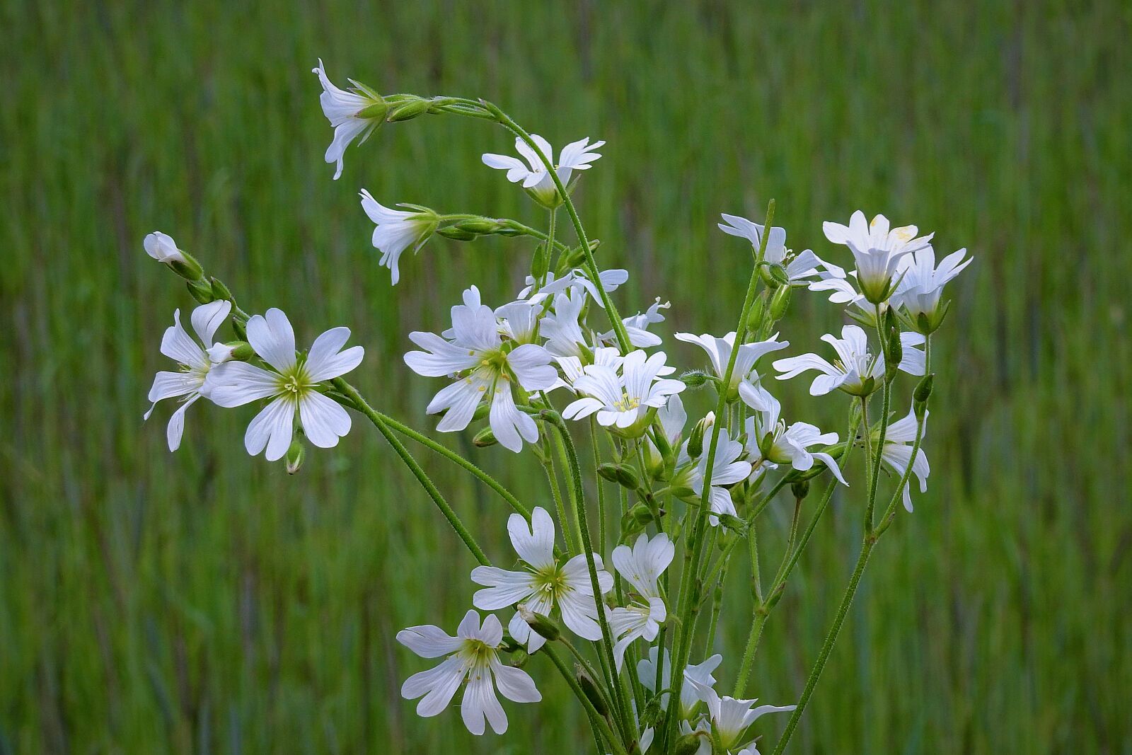 Nikon Coolpix P900 sample photo. Flowers, white, meadow photography