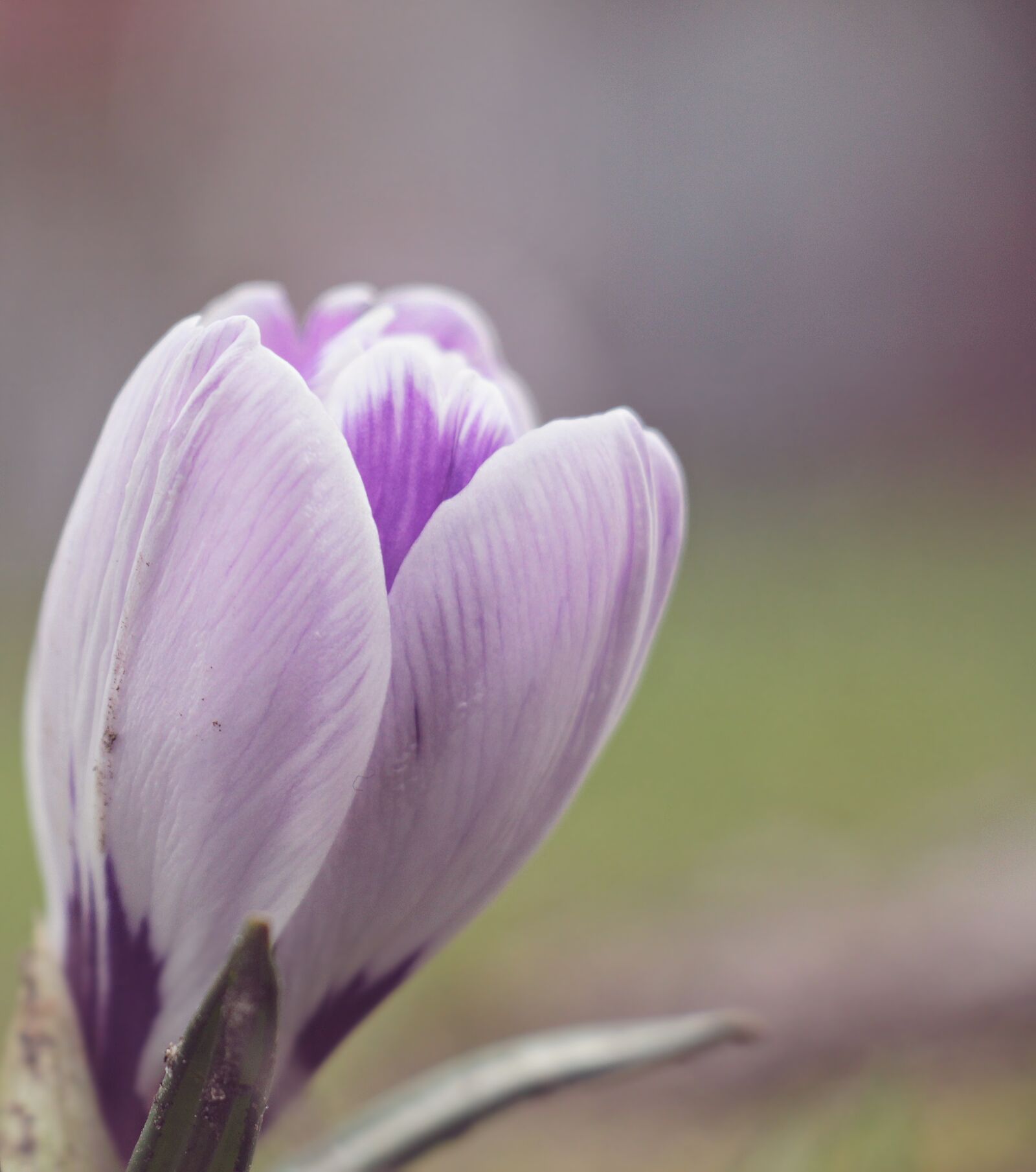 Canon EOS 550D (EOS Rebel T2i / EOS Kiss X4) sample photo. Crocus, flower, spring photography