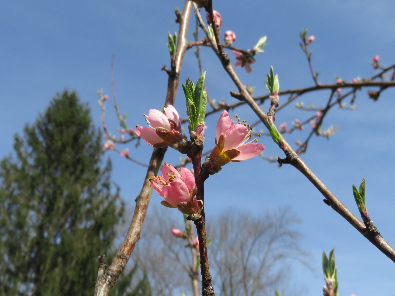 Canon PowerShot SX710 HS sample photo. Blossom, flower, tree photography