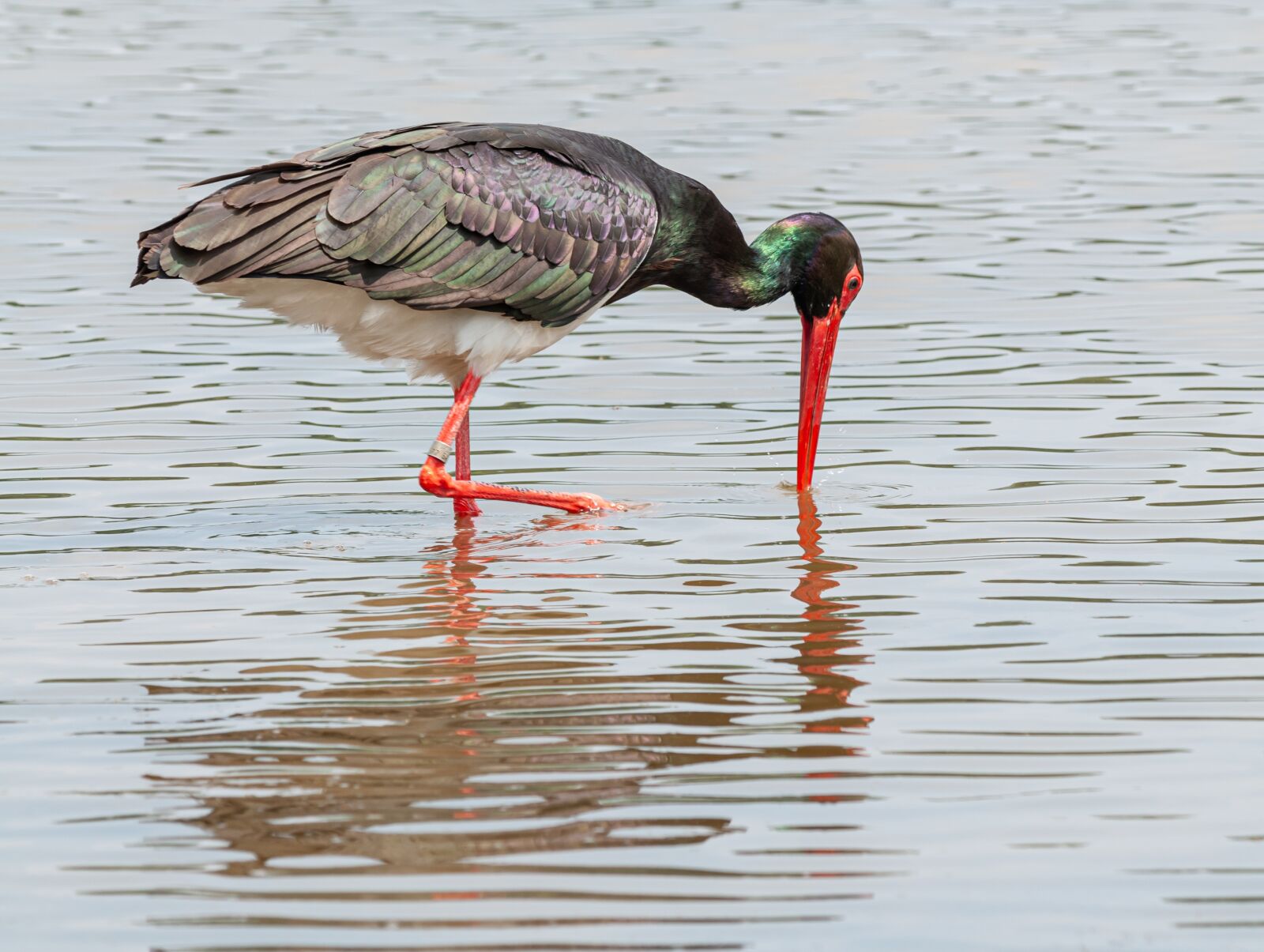 Nikon D300 sample photo. Stork, bird, black photography