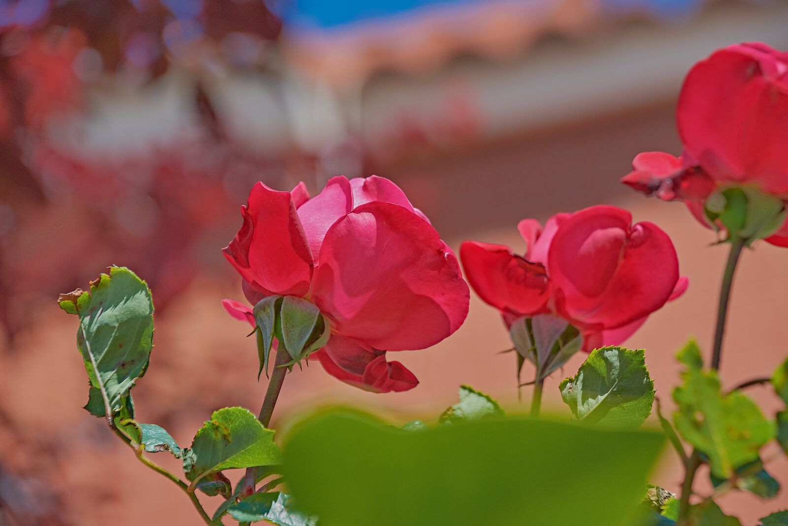 Nikon D7200 sample photo. Rosa, flowers, garden photography