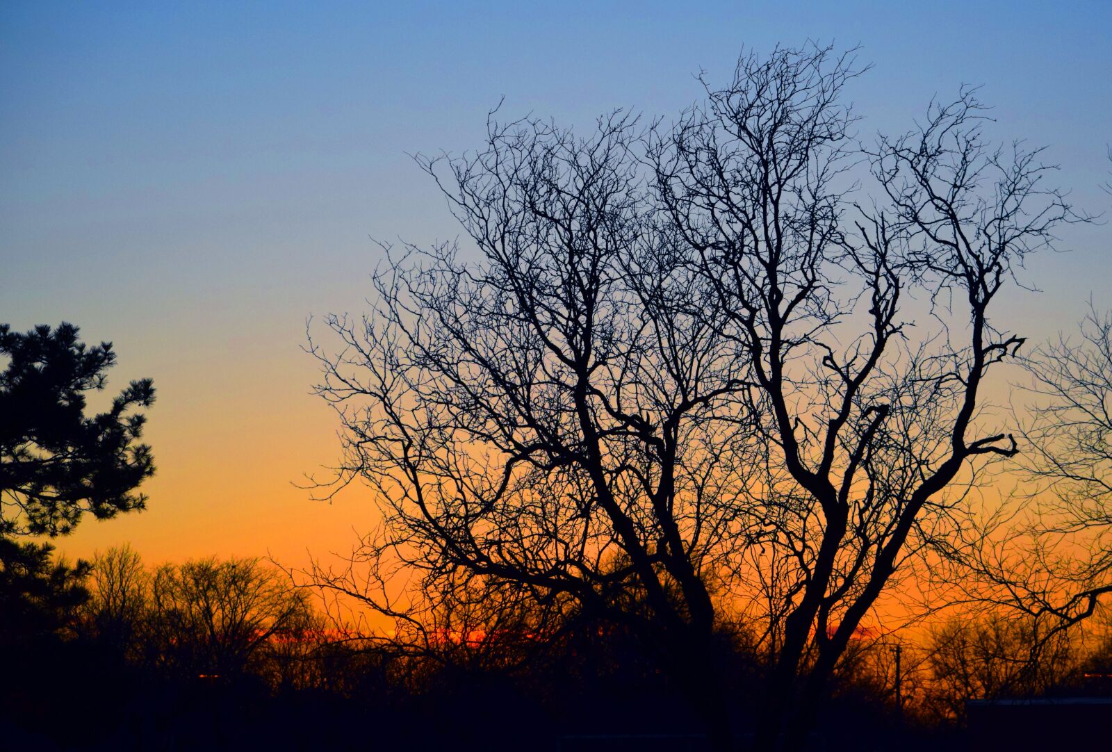 Nikon D5300 sample photo. Tree, winter, cold photography