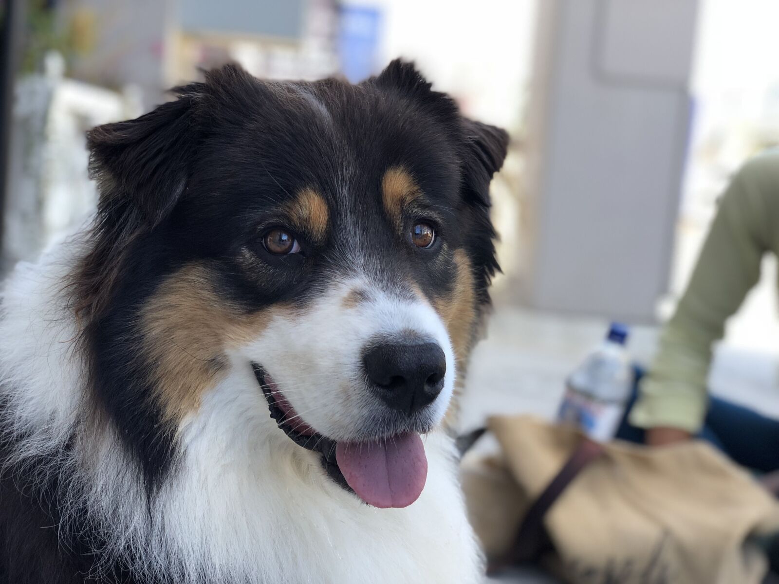 iPhone X back dual camera 6mm f/2.4 sample photo. Happy dog, dog smiling photography