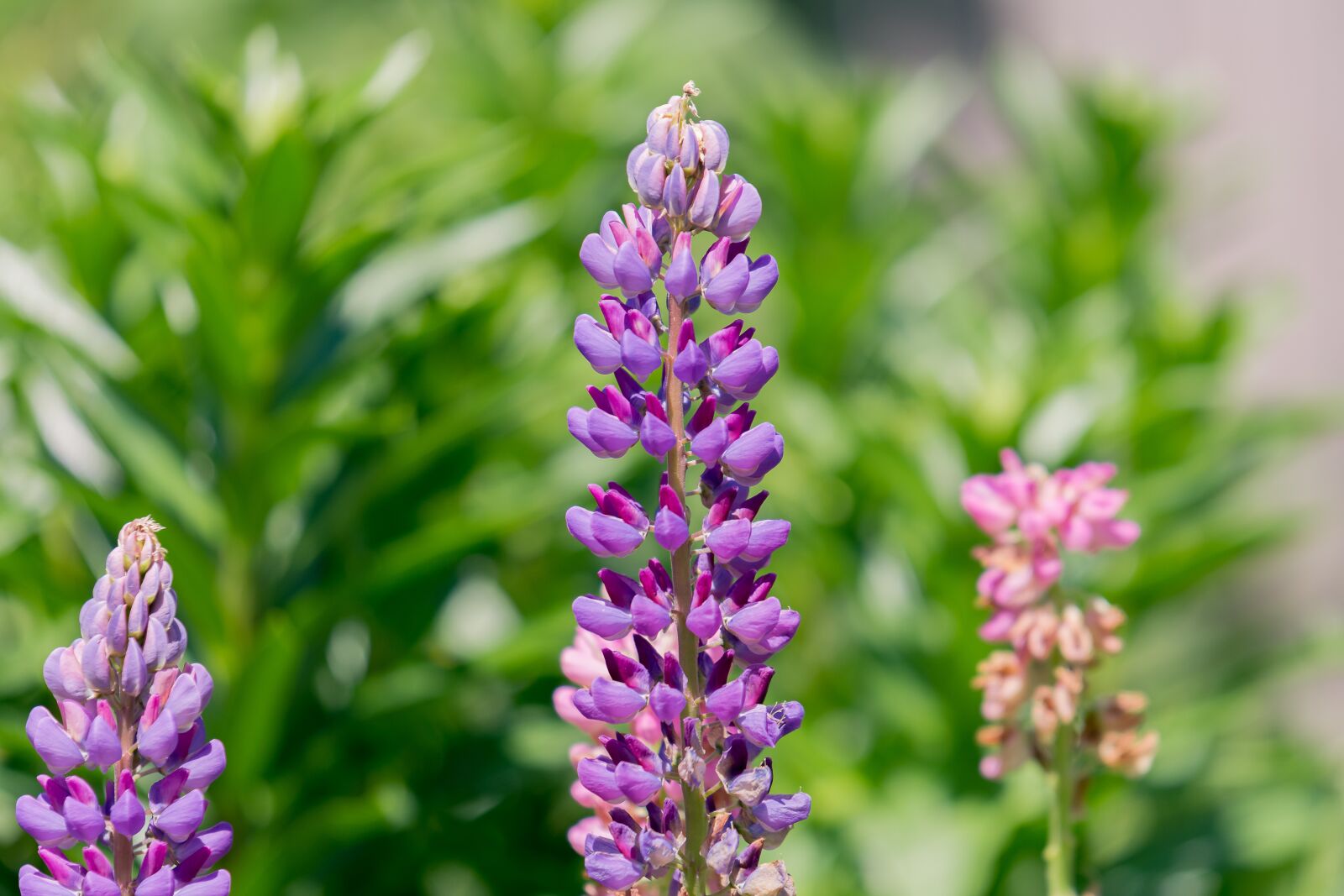 Nikon D7200 sample photo. Flowers, garden, spring photography